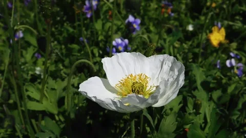 Poppies_1 Vídeos de archivo 131819723