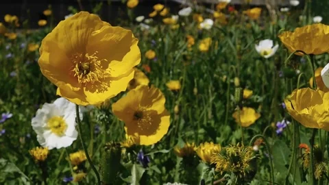 Poppies_2 Stock Footage 131819796