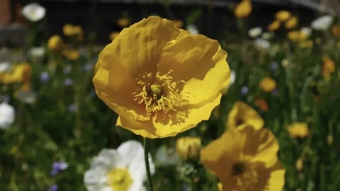 Poppies_3 Stock Footage 131819799