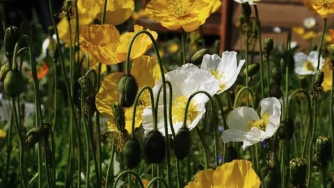 Poppies_4 Stock Footage 131819774