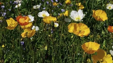 Poppies_5 Vídeos de archivo 131819853