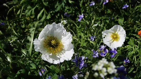 Poppies_6 Vídeos de archivo 131819794