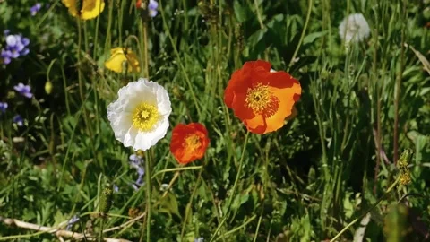 Poppies_7 Vídeos de archivo 131819841