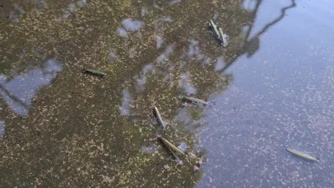 Popping pod fruit (pletekan) bursts on water surface Stock Footage 312302015