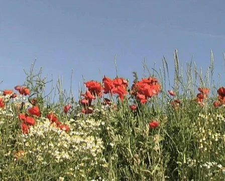 Poppis Stock Footage 125516