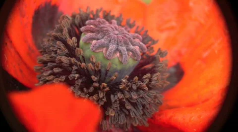 Poppy 1 Video stock 848166