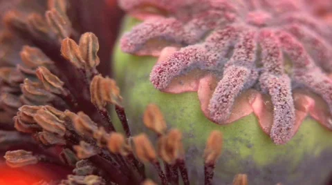 Poppy 2 Stock Footage 848158