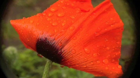 Poppy 3 Video stock 848147
