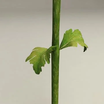 Poppy 3D Model