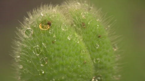 Poppy 4 Video stock 848140