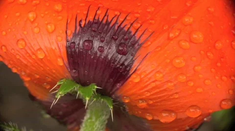 Poppy 5 Stock Footage 848130