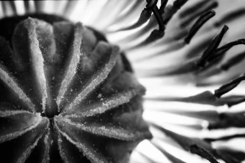 Poppy Abstract Stock Photos
