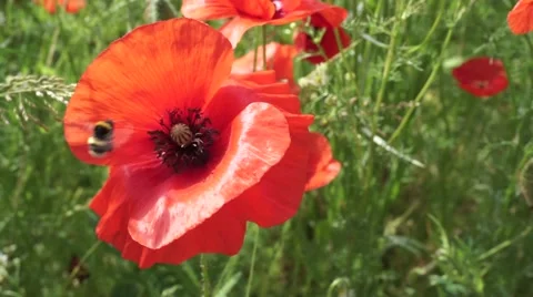Poppy and bumblebee Stock Footage 63093939