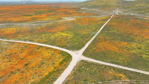 Poppy and Goldfields Super Bloom Aerial Shot Forward Tilt Down Antelope Valley - Stock Footage 306686148