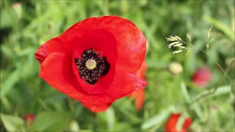 Poppy and grass Stock Footage 155857460