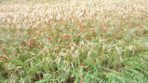 Poppy and rye field Video stock 40267716