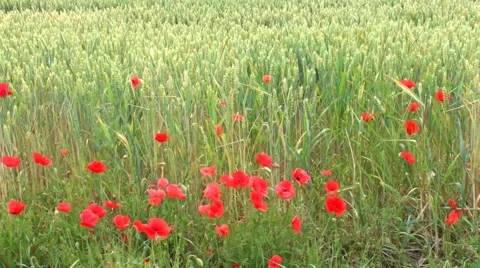 Poppy and wheat Stock Footage 40096058
