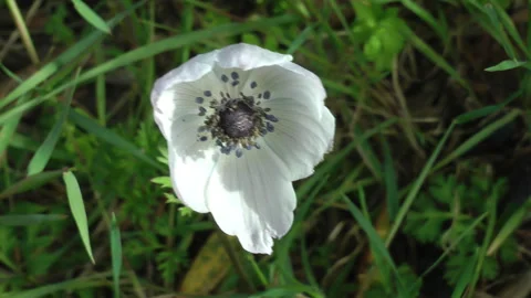 Poppy Anemone Video stock 249746339