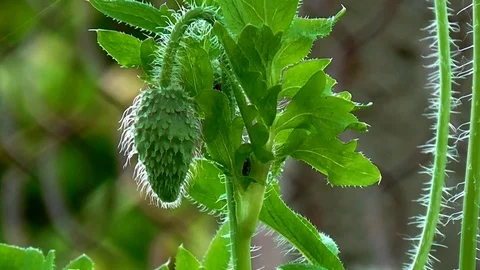 Poppy, another bud on the way. Poppy buds. Stock Footage 71012553