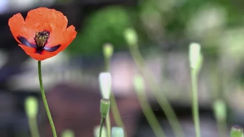 Poppy, another bud on the way. Red, tender, air, life-giving poppy. Stock Footage 76366281