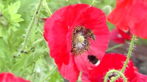 Poppy, the average plan with bumblebee and bee. Stock Footage 65568556