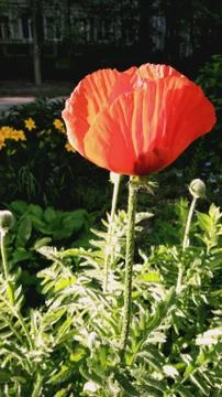 Poppy on a background of green grass, blooming poppy, red poppy. Stock Photos