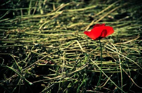 Poppy on a background of stems Stock Photos