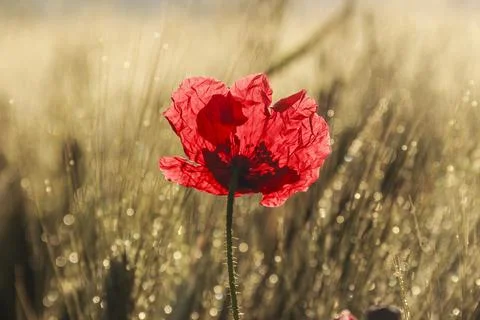 Poppy backlight. Stock Photos
