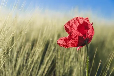Poppy backlight. Stock Photos