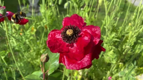 Poppy with bee collecting Stockbeeldmateriaal 282574158