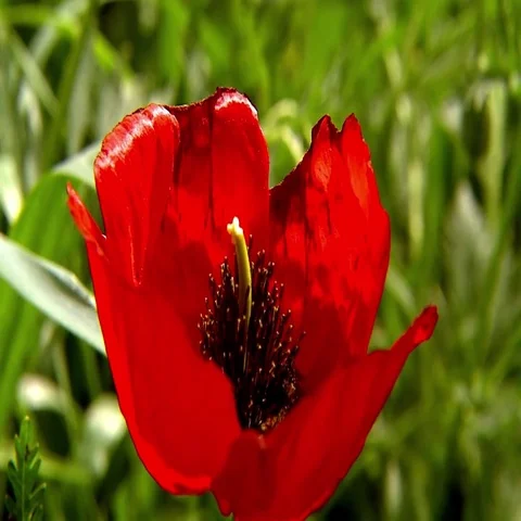 A poppy with a bee Stock Footage 69619638