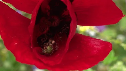 Poppy beetle macro Stock Footage 111718979