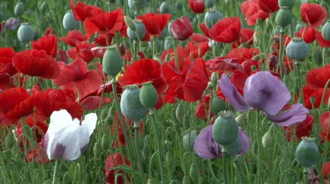 Poppy bloom Stock Footage 441674