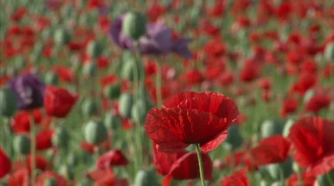 Poppy bloom Stock Footage 444245
