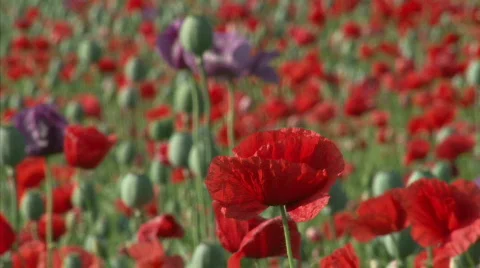 Poppy bloom Stock Footage 446389
