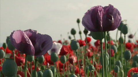 Poppy bloom Stock Footage 448646