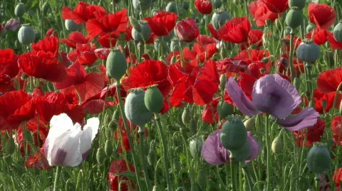 Poppy bloom Stock Footage 461416