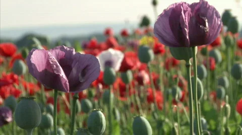 Poppy bloom Stock Footage 477621