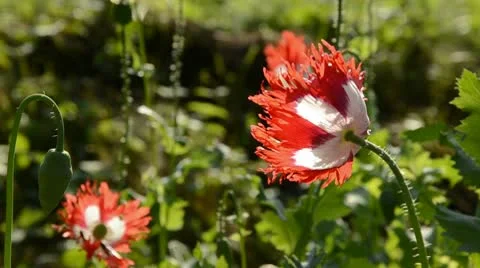 Poppy blossoms in the summer wind Stock Footage 10796748