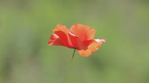 A poppy blowing in the wind Stock-Footage 24669028