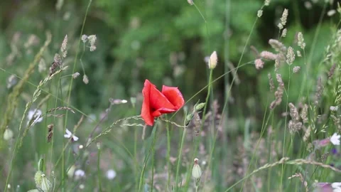 A poppy blown by the wind in the field horizontal Stock Footage 242939031