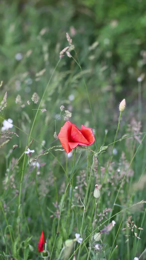 A poppy blown by the wind in the field vertical Stock Footage 242939067