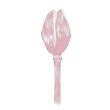 Poppy bud linear hatched pattern Stock Illustration