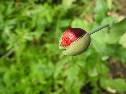 Poppy bud opening Stock Photos