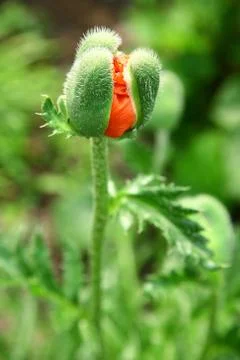 Poppy bud Stock-Fotos