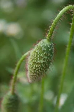 Poppy bud Stock Photos