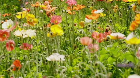 Poppy buds and delicate stems in shallow focus in Guangzhou China Stock Footage 346031183