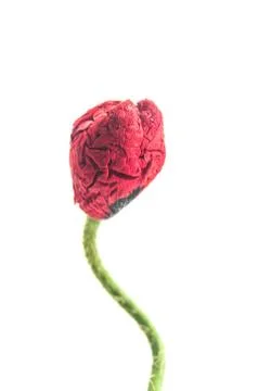 Poppy button on white background Stock Photos