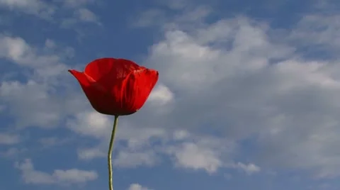 Poppy. Close-up Stock Footage 21225301