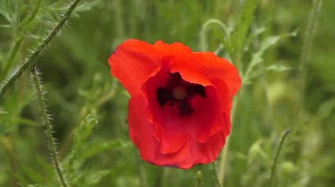 Poppy Close up Stock-Footage 51361164